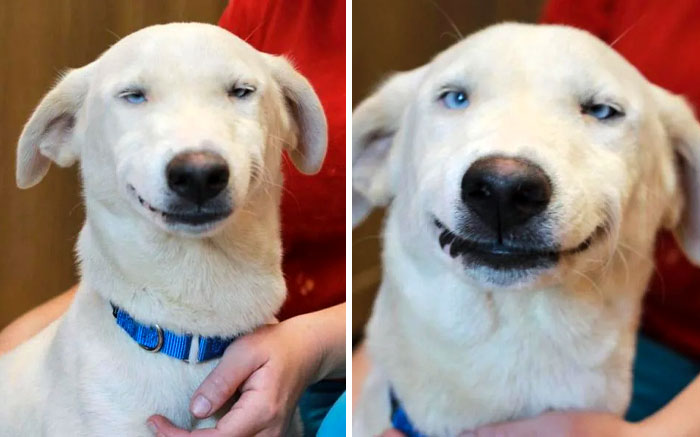 Dog showing funny expressions with a cheeky grin, wearing a blue collar, seated with a person in a red shirt.