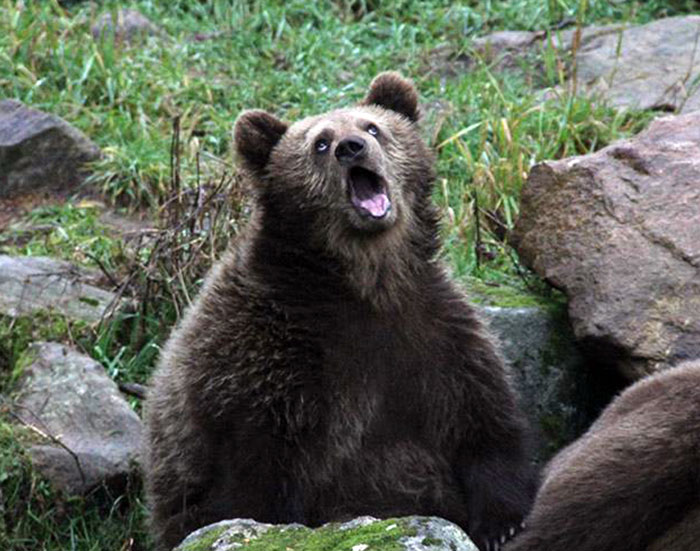 A bear with a funny expression, mouth open wide in a playful pose in a grassy area.