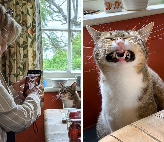 A cat making a funny face while being photographed indoors with a phone, capturing a humorous animal expression.