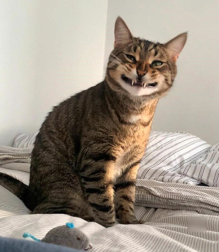 Funny animal expression: A tabby cat on a bed with a quirky smile, next to a gray toy mouse.