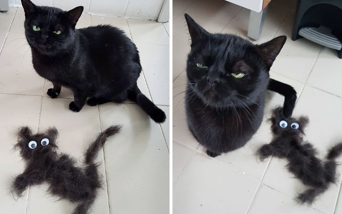 Black cat with humorous expression beside a cat-shaped clump of fur with googly eyes, capturing funny animal expressions.