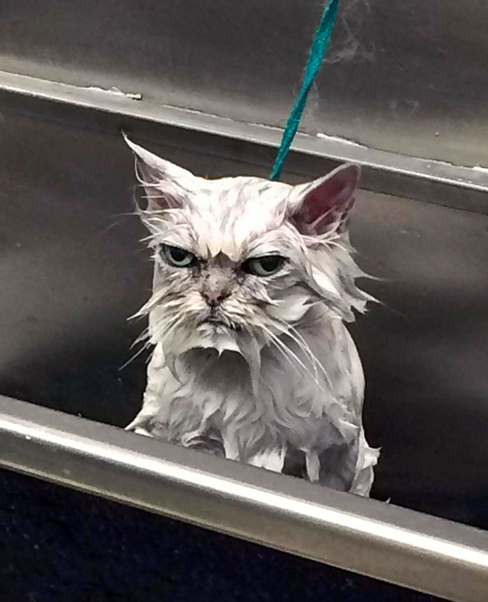 Wet cat with a grumpy expression in a metal tub, showcasing one of the funniest animal expressions.