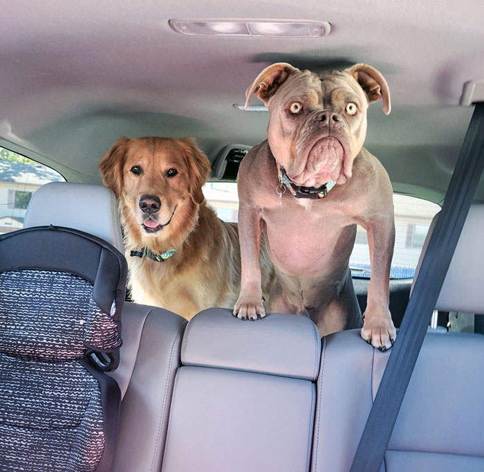 Two dogs with funny expressions in the backseat of a car, one leaning forward with wide eyes, showcasing humorous animal expressions.