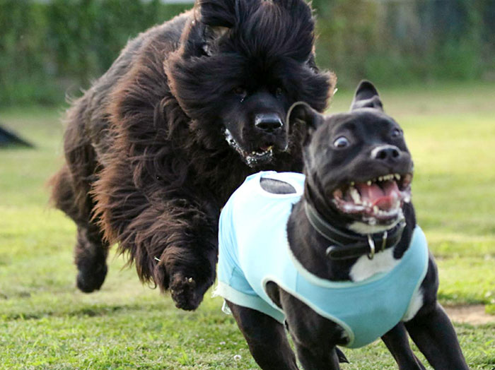 Two dogs with funny expressions running on grass, one in a blue shirt, capturing a humorous animal moment.