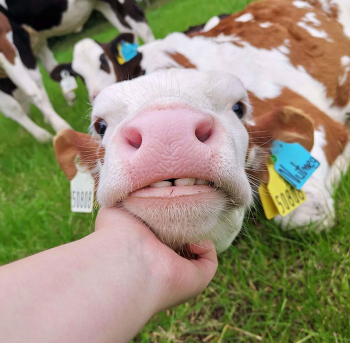 Cow making a funny face, held under the chin, with ear tags, showcasing hilarious animal expressions in a grassy field.