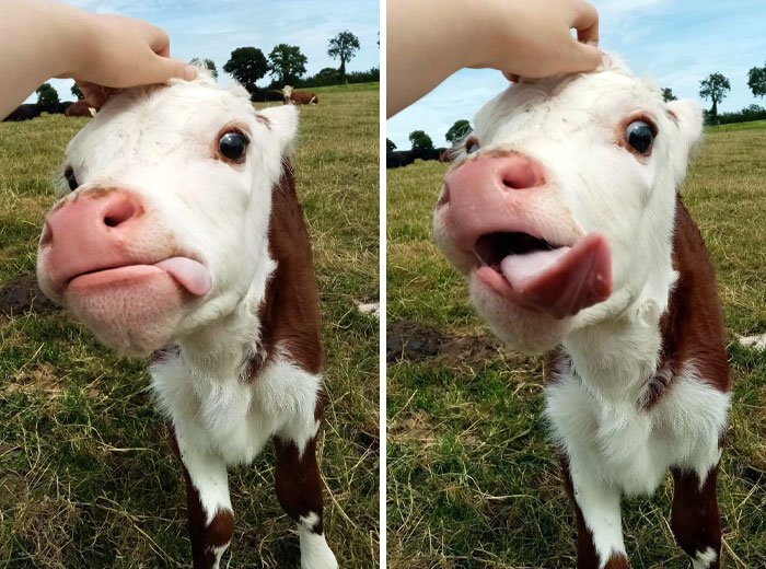 Calf making funny expressions in a field while being petted.