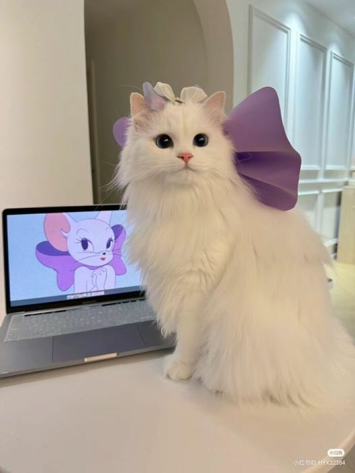 Fluffy white cat with a purple bow posing next to a laptop showing an animal meme cartoon on screen.