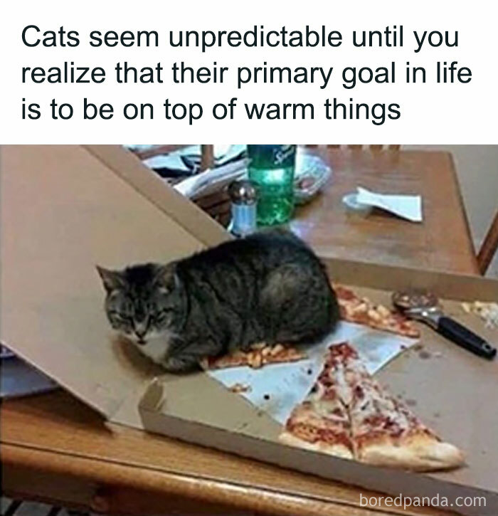 Cat sitting on a warm pizza box, showcasing the humor in popular animal memes that are better than therapy.