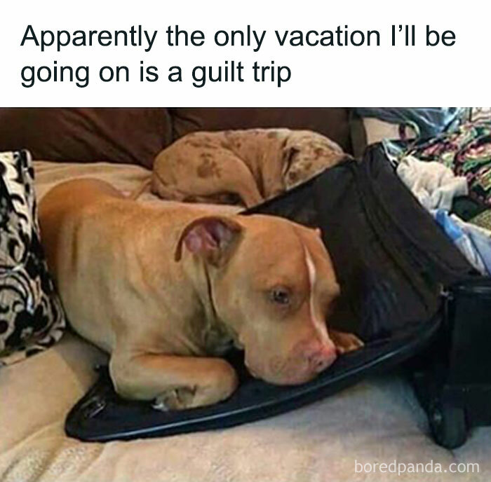 Sad dog lying on an open suitcase with another dog sleeping nearby, showcasing funny animal memes as therapy relief.