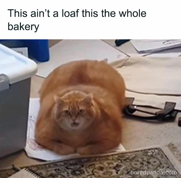Ginger cat lying on papers with caption meme, one of the funny animal memes considered better than therapy.
