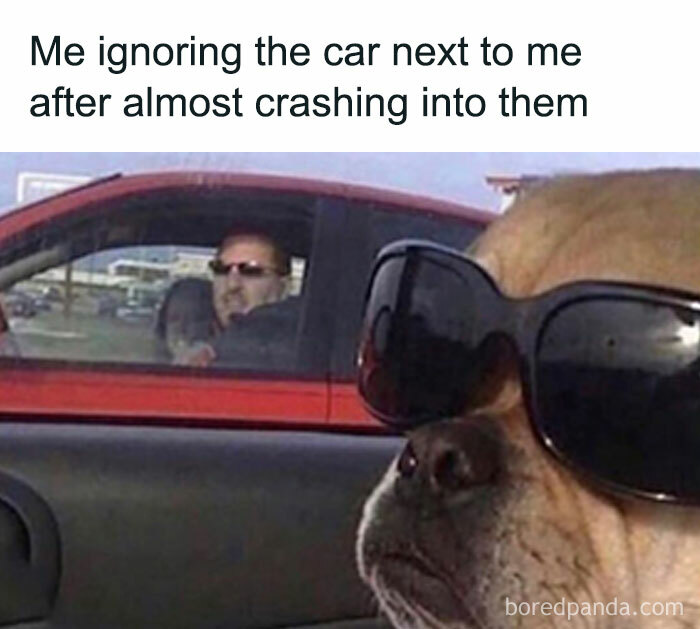 Dog wearing sunglasses ignoring a red car driver after nearly crashing, a popular animal meme for therapy relief.