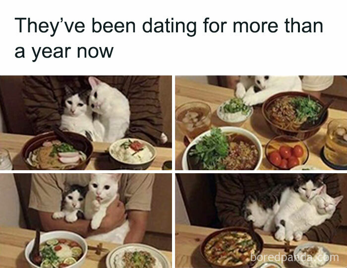 Two cats cuddling and sitting at a table with food, illustrating popular animal memes for therapy and laughter.