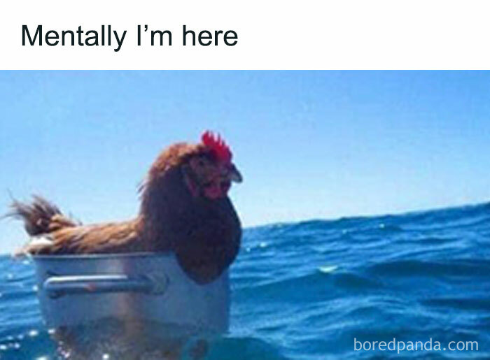 Chicken sitting in a pot floating on the ocean, representing one of the funny animal memes better than therapy.
