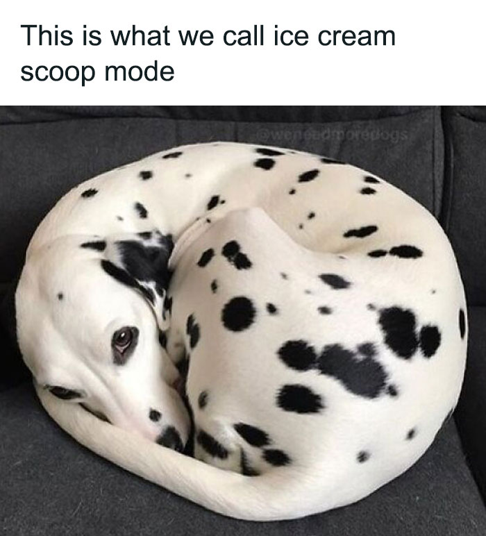 A Dalmatian curled up on a couch resembling an ice cream scoop in a funny animal meme.
