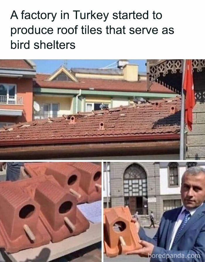 Roof tiles designed as bird shelters in a Turkish factory, showcasing innovative animal memes with practical uses for wildlife.