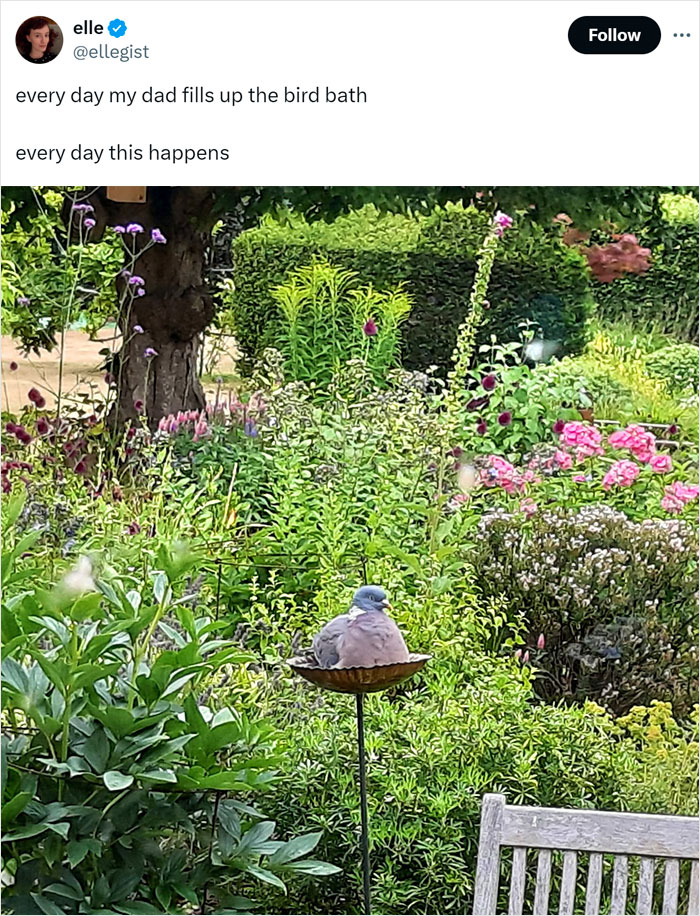Pigeon sitting in a bird bath surrounded by lush garden plants illustrating funny animal memes therapy benefits.