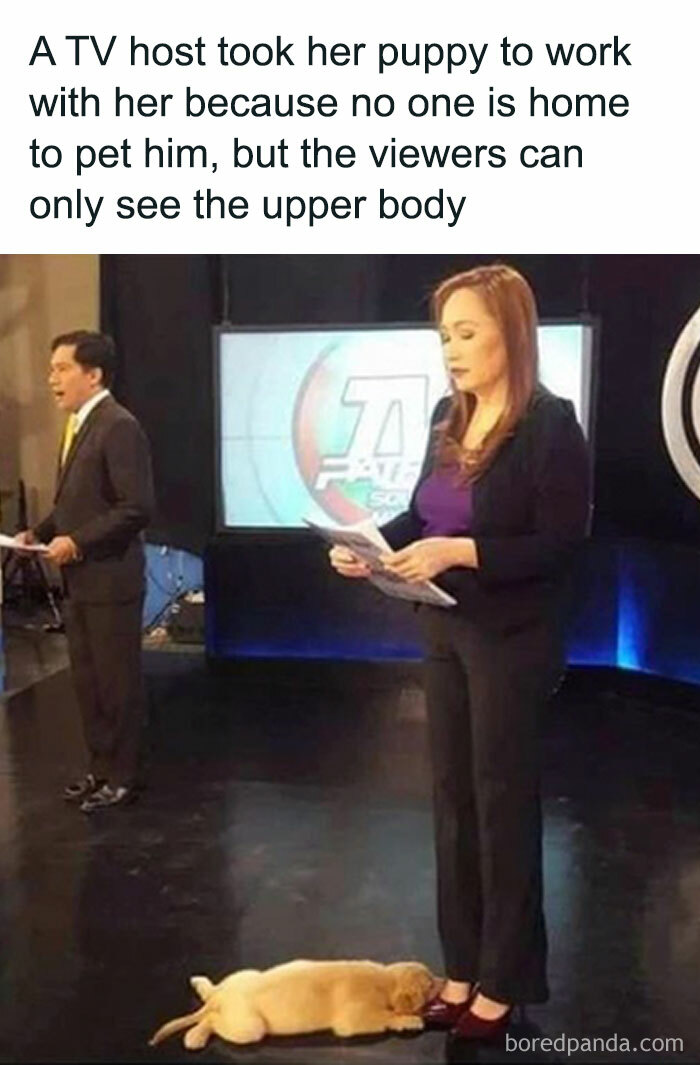 TV host standing with puppy lying on the floor, a heartwarming scene from popular animal memes therapy collection.