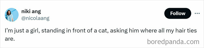 Tweet text from user niki ang humorously saying she is standing in front of a cat asking where all her hair ties are, featuring animal memes.