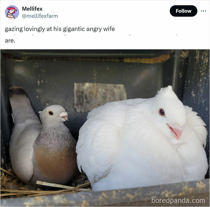 Two pigeons, one gray and one white, sitting closely together in a cozy nest, featured in animal memes.