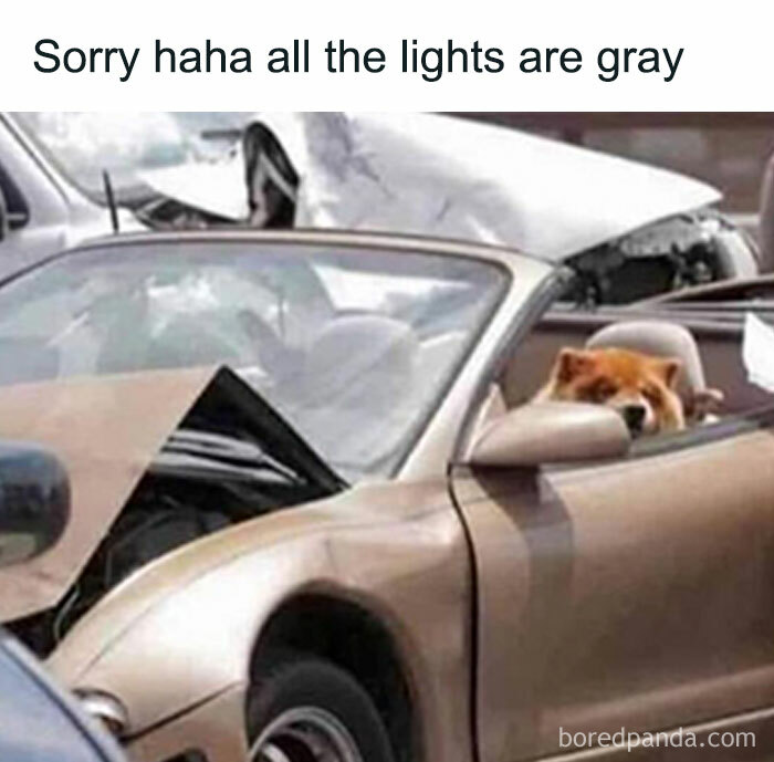 Dog sitting in the driver’s seat of a damaged car, part of animal memes popular for humor and therapy relief.