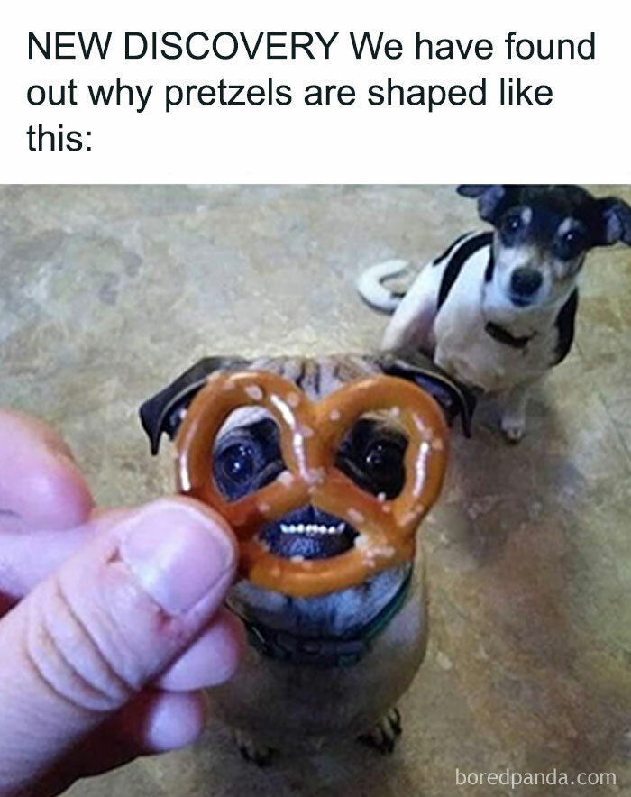 Dog behind pretzel held in front, showcasing one of the funniest animal memes that are better than therapy.
