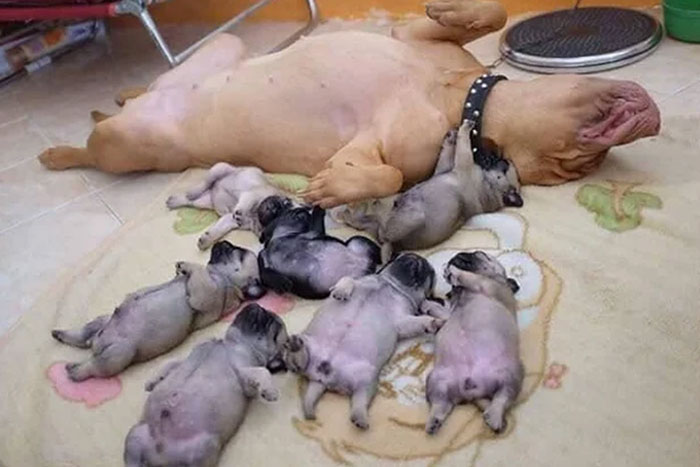 Pups Learning Important Life Skills From Mama