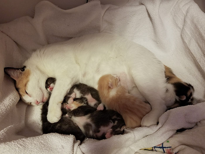Fresh Kittens With Their Mommy