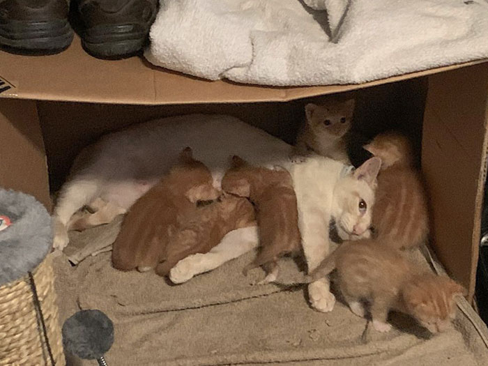 Parents Adopted A Stray A Few Months Ago. Turns Out She Was Pregnant