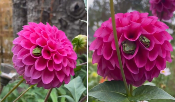 Teeny Tiny Froggos Resting In Flower Petals