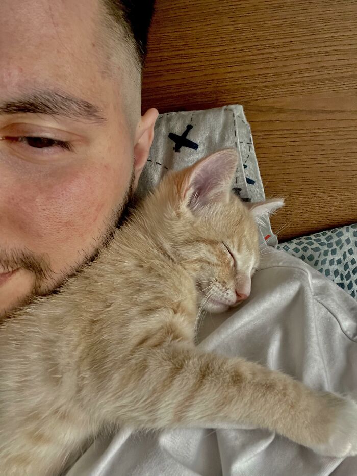 My Lovely 10 Weeks Old Kitten Loves To Sleep On My Chest