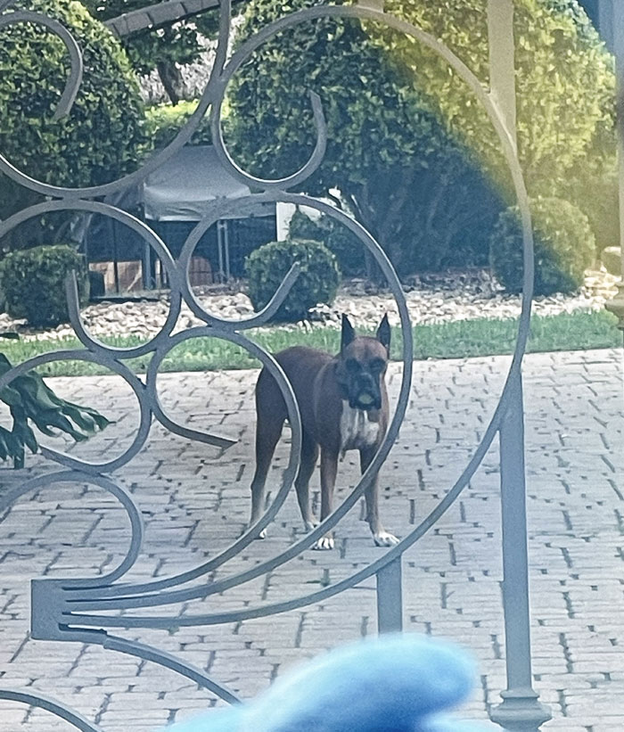 A Customer Asked For Their Order To Be Left At Their Front Door But This Guy Was In The Way