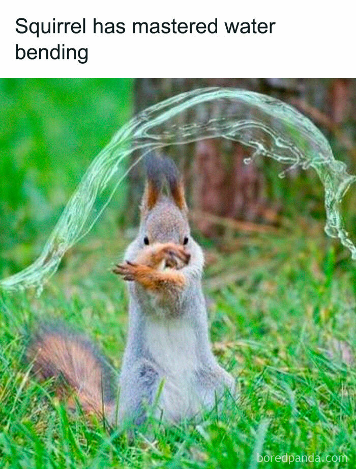 Squirrel appearing to control water in a playful meme, showcasing wholesome memes and posts that brighten the world.