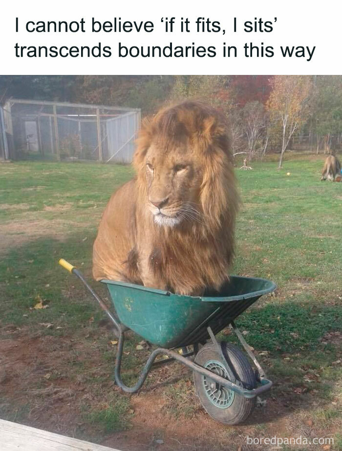 Lion sitting in a green wheelbarrow outdoors, showcasing a wholesome meme that reminds us the world isn’t all bad.