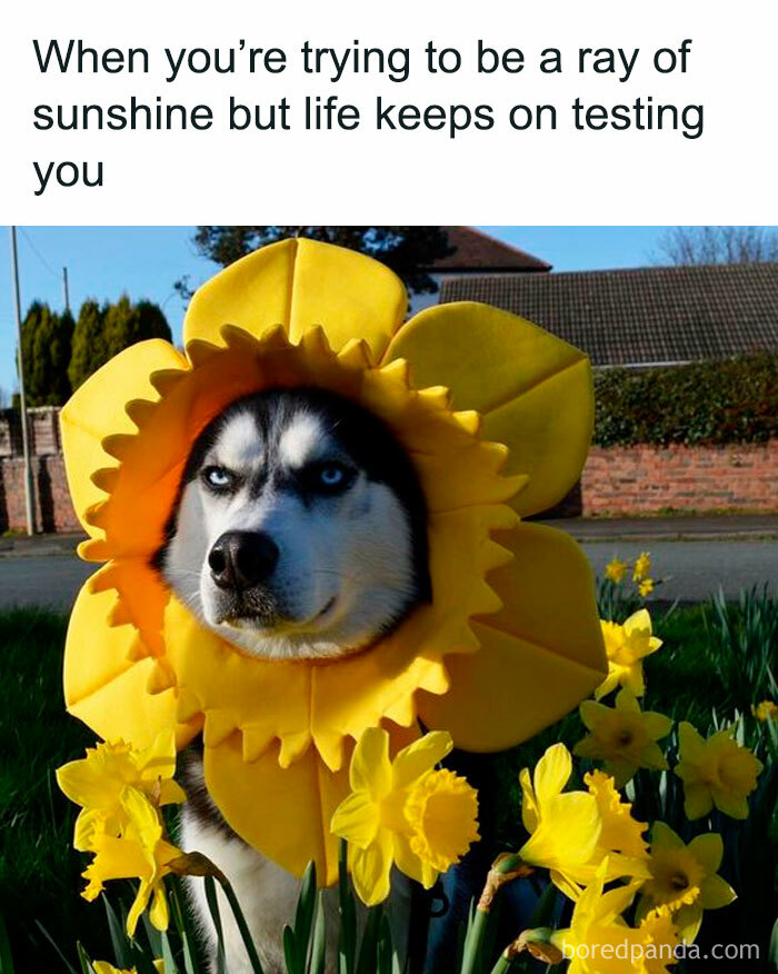 Husky dog dressed as a yellow flower among daffodils, depicting wholesome memes that remind us the world isn’t all bad.