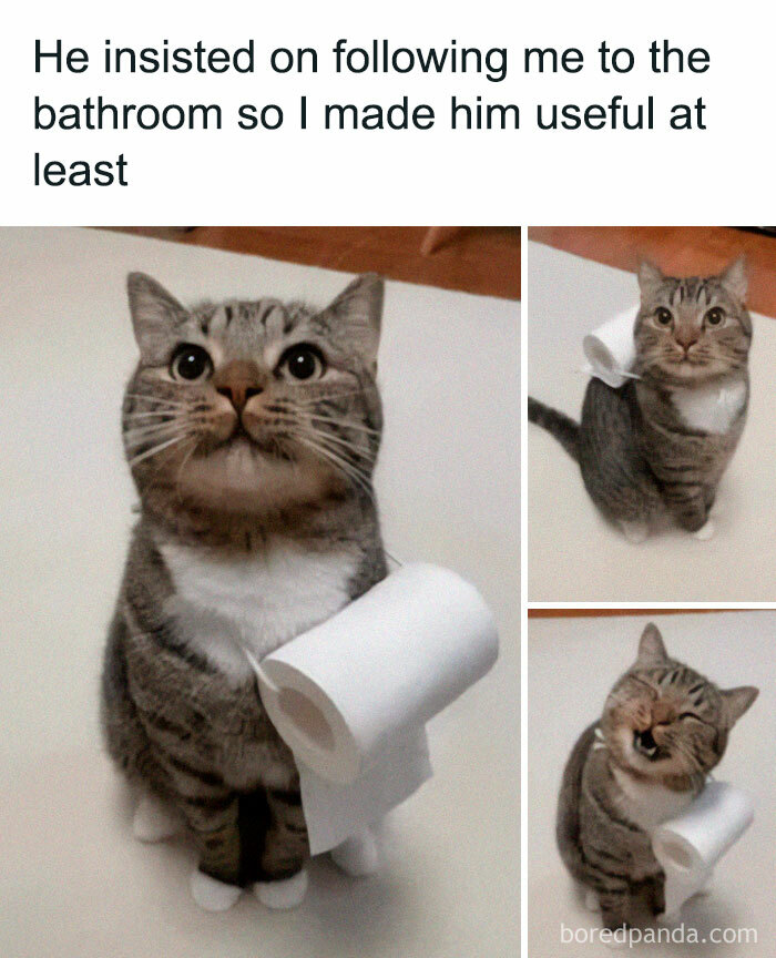 Tabby cat with toilet paper roll around neck, illustrating wholesome memes that remind us the world isn’t all bad.