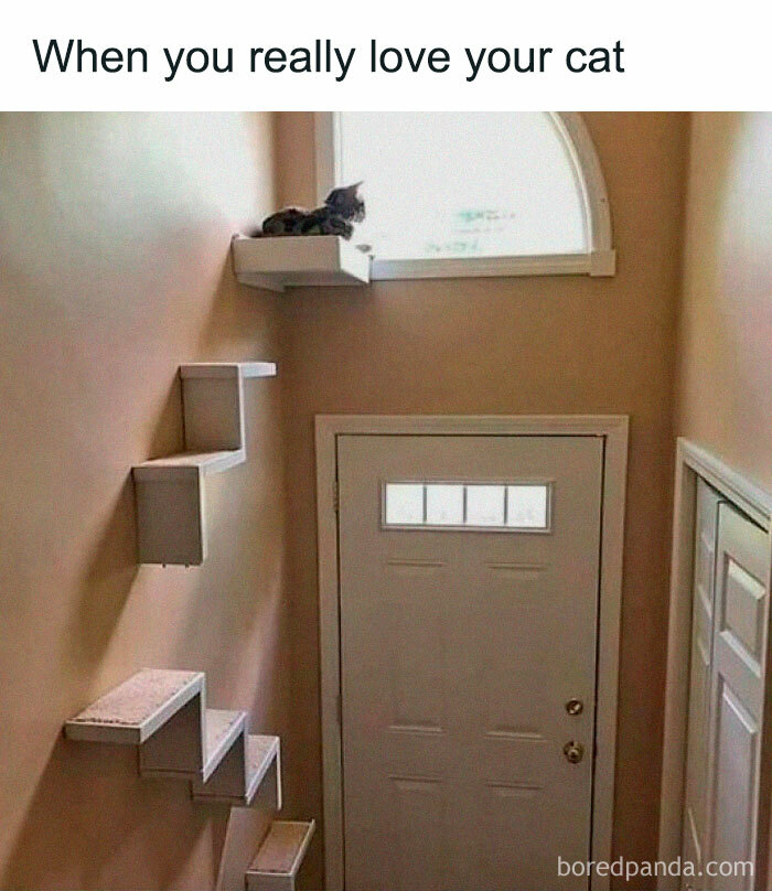 Cat resting on a wall-mounted climbing stairs inside a home, showing wholesome memes and posts about love for pets.