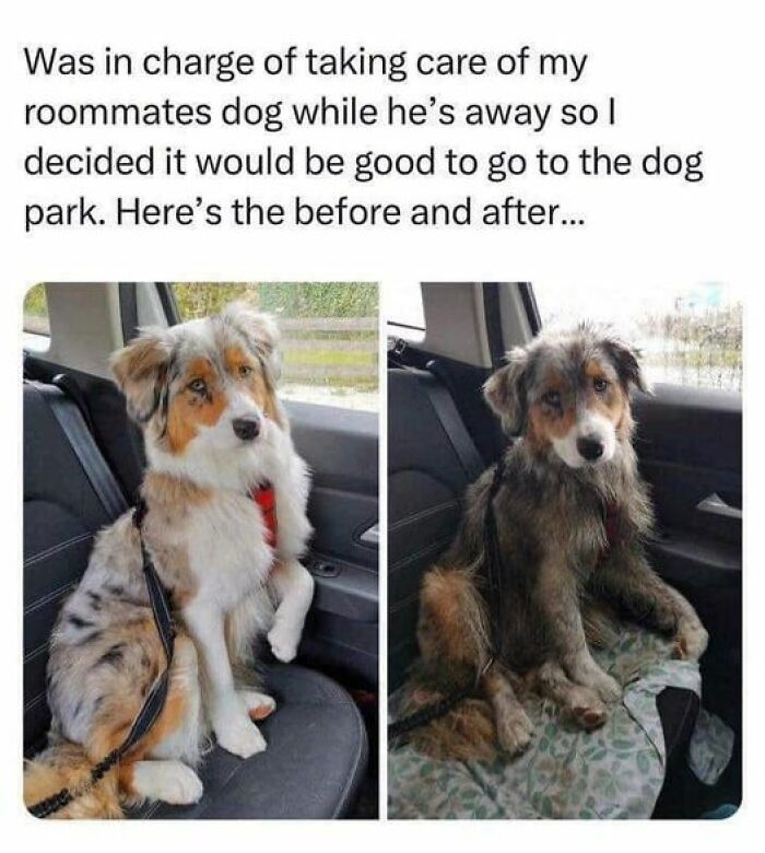 Before and after photos of a dog at the park, showing a fun and wholesome moment from caring for a pet.