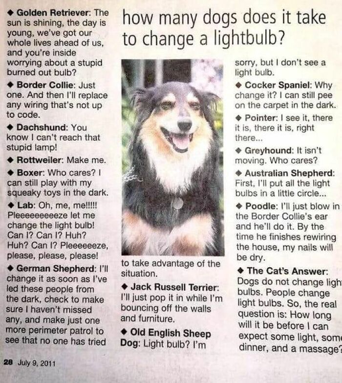 Funny dog breeds joke about how many dogs it takes to change a lightbulb, showcasing wholesome pet humor and memes.