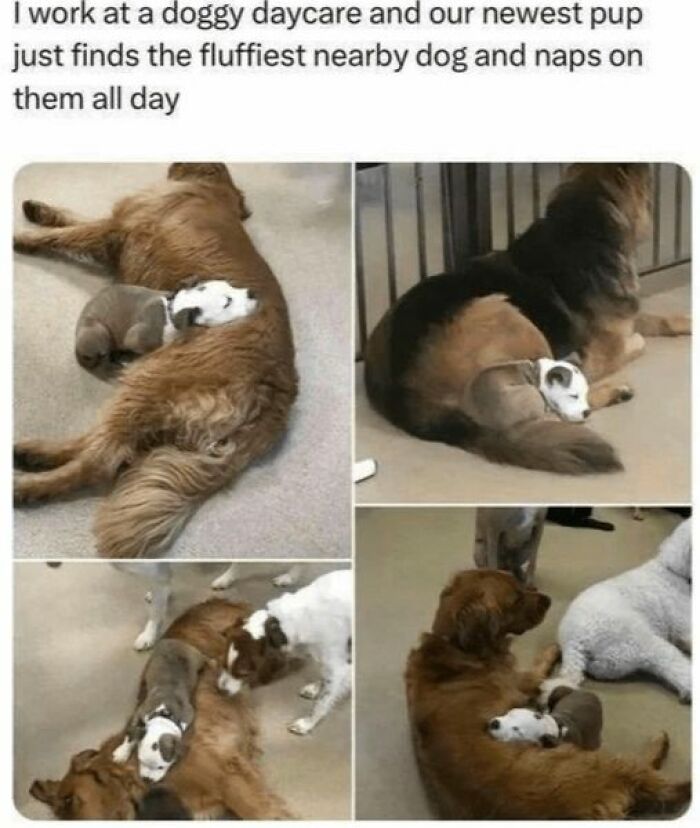 Puppy napping on the fluffiest dog at a doggy daycare, showcasing wholesome moments and cute animal posts.