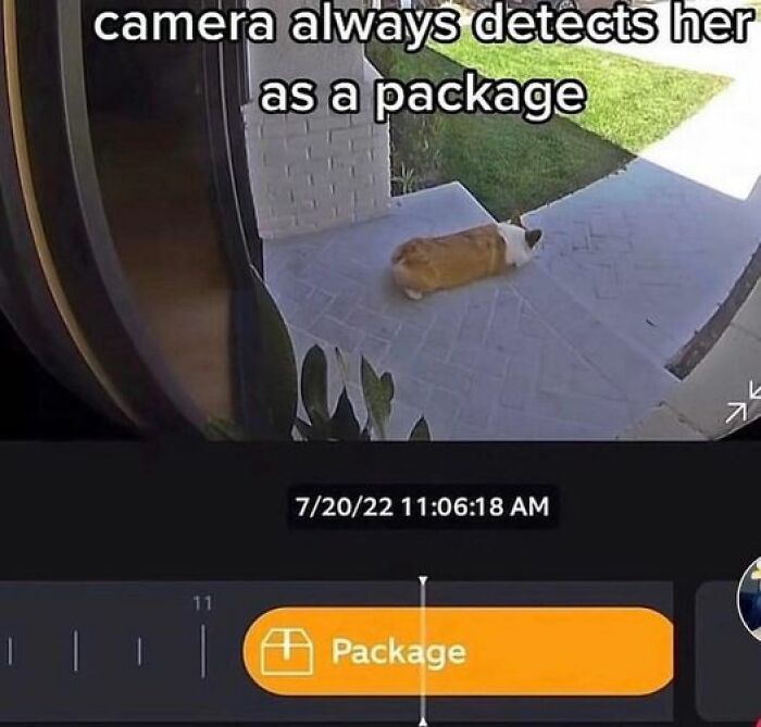 Corgi lying on a porch mistaken as a package by a security camera in a wholesome meme post.