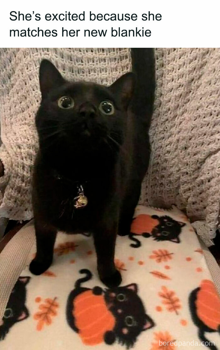 Black cat standing on a cozy blanket with black cat and pumpkin patterns, showing wholesome vibes and cute matching details.