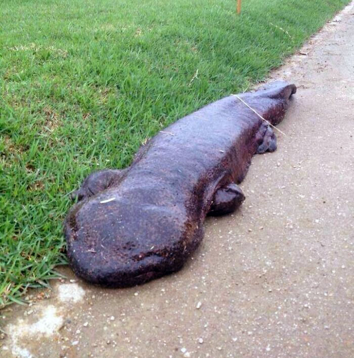 Giant Salamander In Kyoto