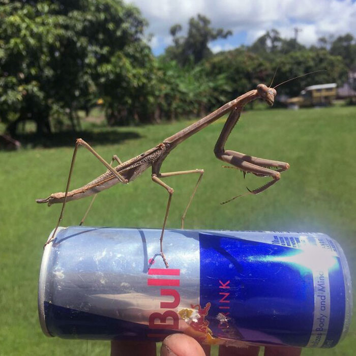 Stick Insect. Red Bull Can For Scale
