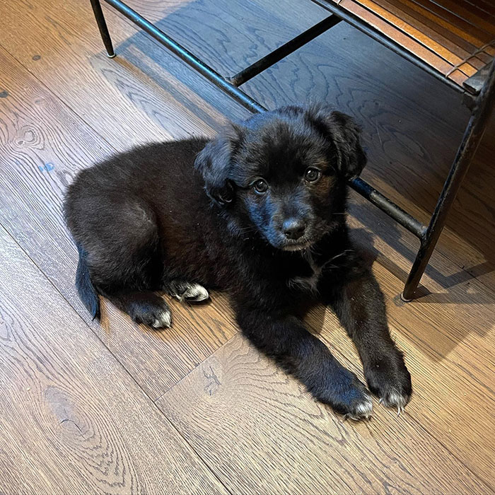 Lily Allen Says She Returned "F---ing" Puppy For Eating Family&rsquo;s Passports: &ldquo;[It] Ruined My Life&rdquo;