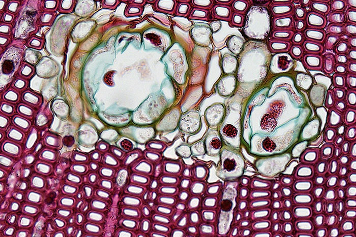 50 People Share The Most Bone-Chilling Medical Facts That Might Give You Goosebumps