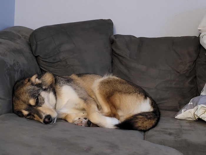 Bad Neighbors Scream At Lady For Using Her Own Yard Due To Their Reactive Dogs, She Gets Revenge Bad Neighbors Scream At Lady For Using Her Own Yard Due To Their Reactive Dogs, She Gets Revenge