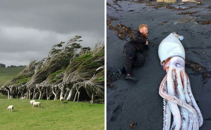 “Because I Live In New Zealand”: 50 Reasons For New Zealanders To Flex