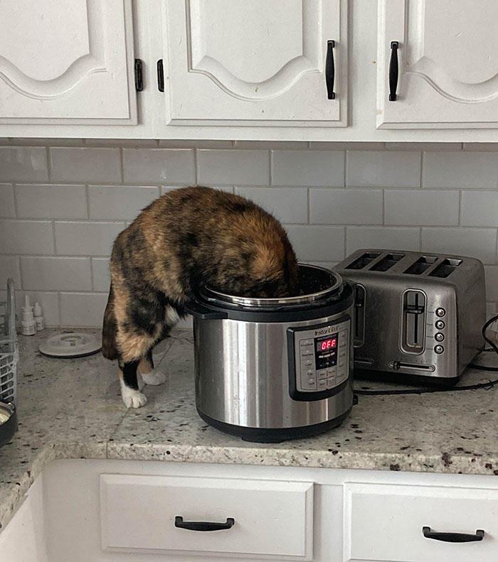 No Kitties On The Counter