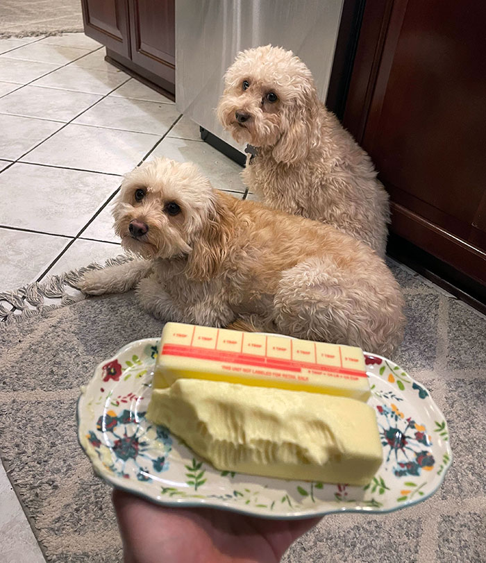 My Sister's Dogs Jumped On The Table And Ate The Stick Of Butter