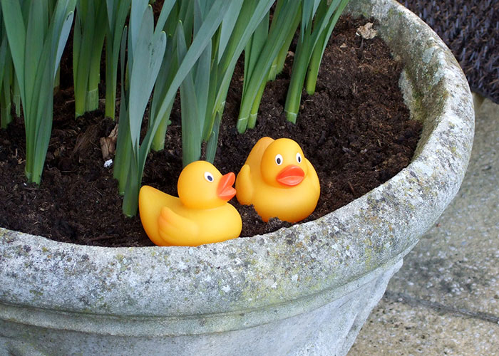 Guy Hides 200 Ducks In His Mom&rsquo;s House To Get Back At Her For Junk, His &ldquo;Revenge&rdquo; Backfires